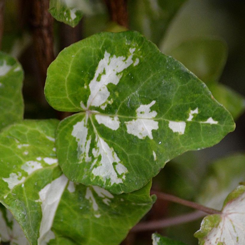 Hedera helix Kolibri - Edera (Fogliame)