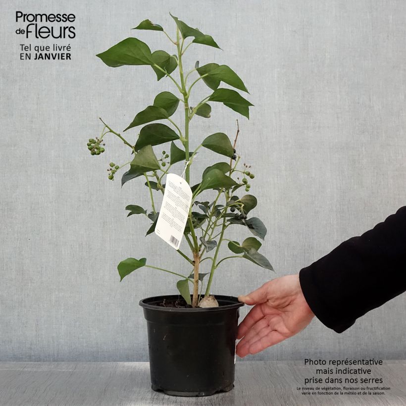 Lierre de Colchide - Hedera colchica Arborescens (Fall Favorite) Pot de 2L/3L esemplare consegnato in inverno