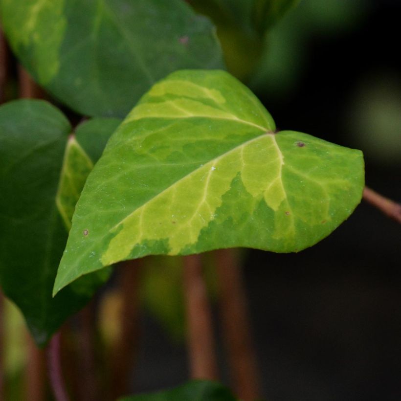 Hedera colchica Sulphur Heart - Edera variegata (Fogliame)