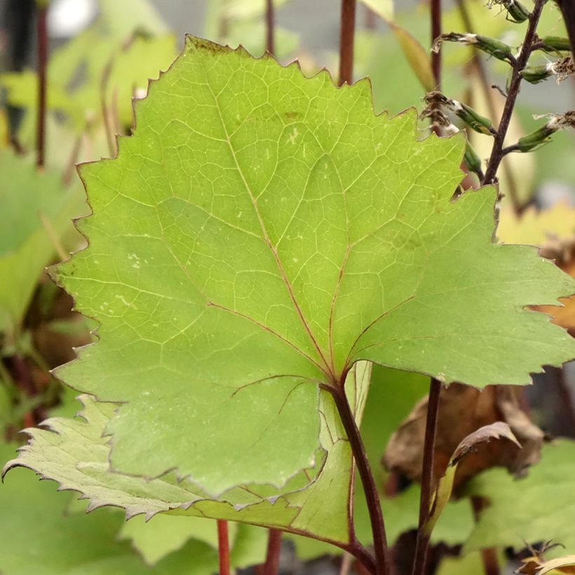 Ligularia stenocephala Little Rocket (Fogliame)