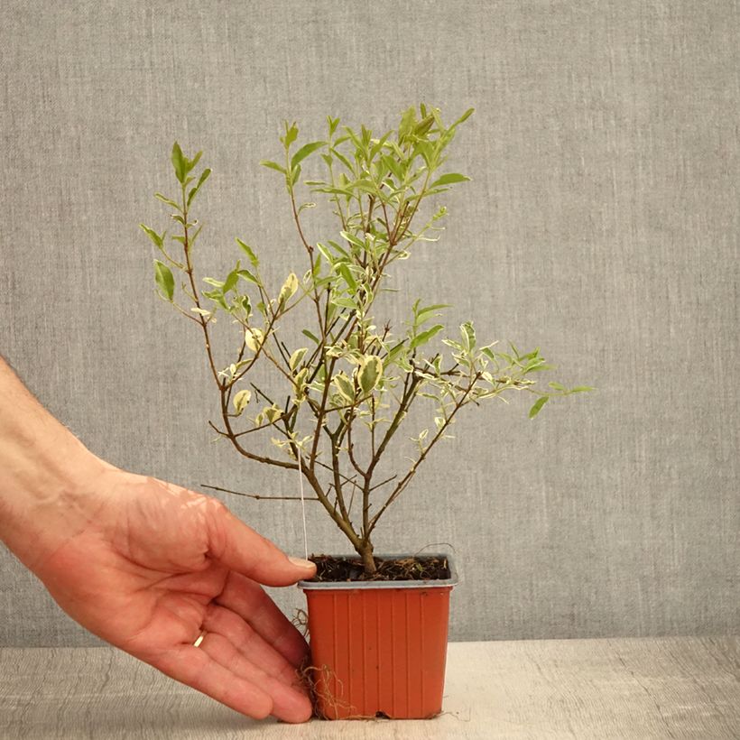 Ligustrum ibota Musli - Troène - Godet de 8/9 cm esemplare consegnato in primavera