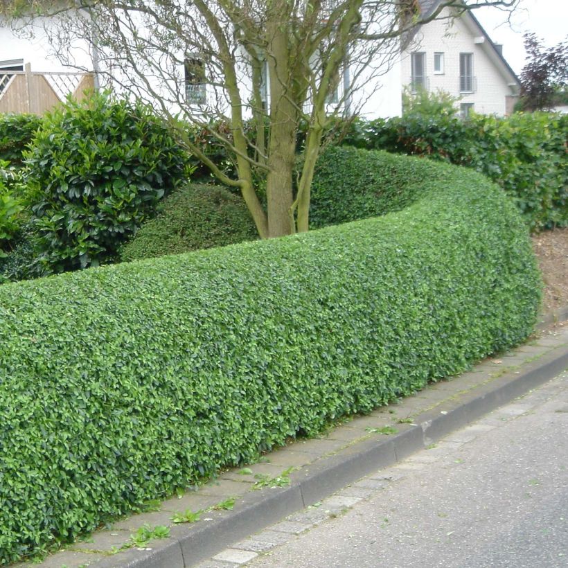 Ligustrum ovalifolium - Ligustro a foglie ovali (Porto)