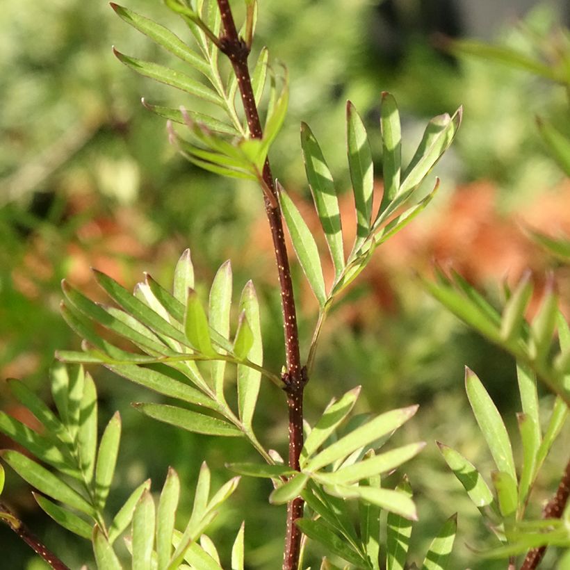 Syringa afghanica - Lillà (Fogliame)