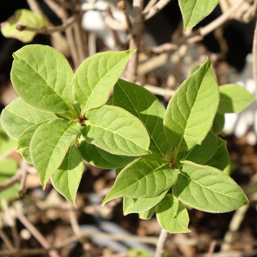 Syringa josikae - Lillà (Fogliame)