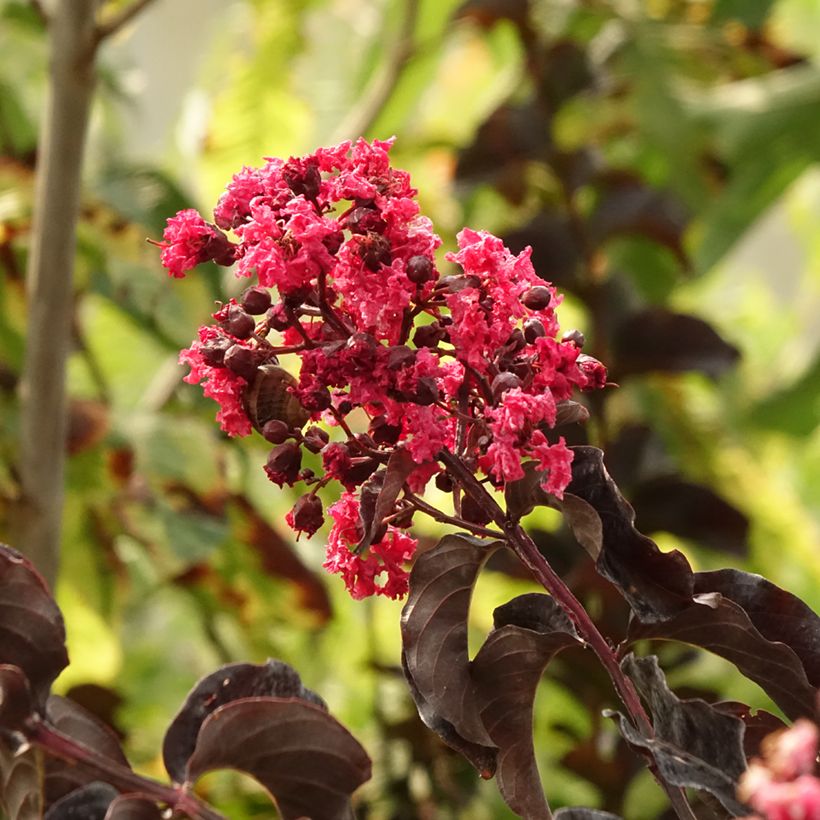 Lagerstroemia Black Solitaire Best Red - Mirto crespo (Fogliame)