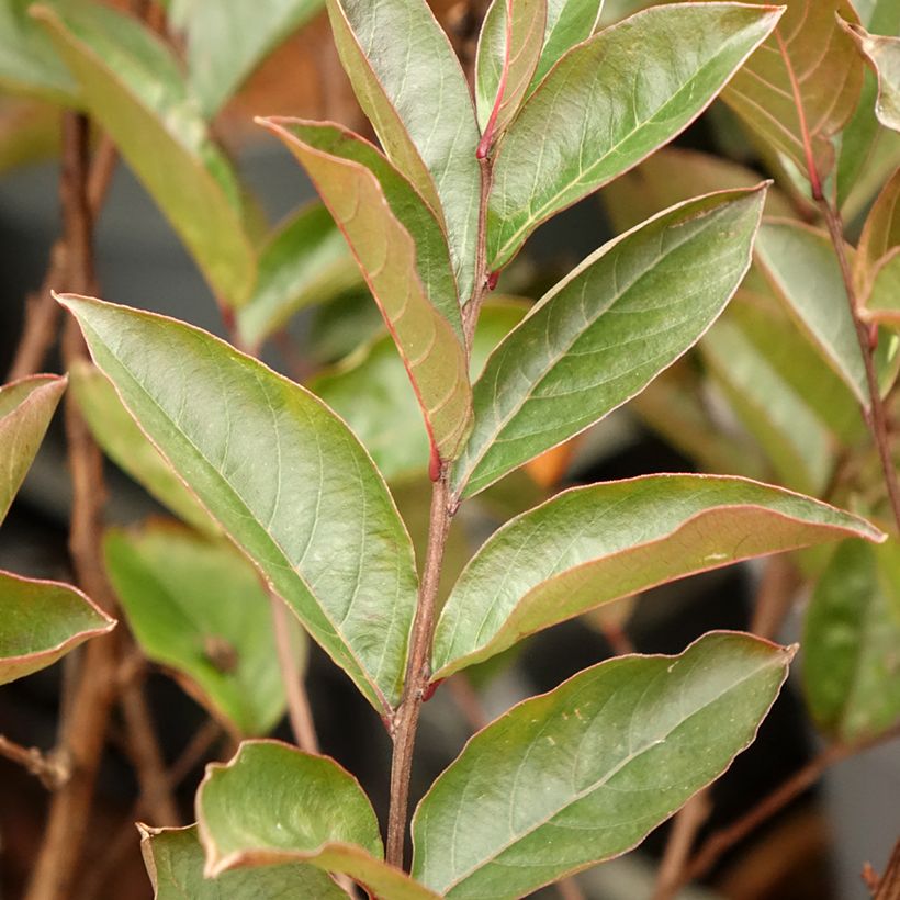 Lagerstroemia Enduring Lavender - Mirto crespo (Fogliame)