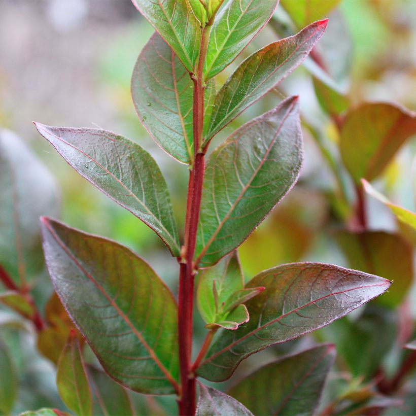 Lagerstroemia Enduring Red - Mirto crespo (Fogliame)