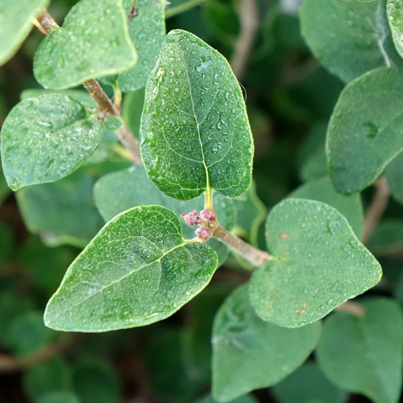 Syringa Tinkerbelle - Lillà (Fogliame)