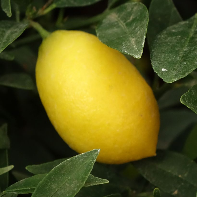 Citrus floridana - Limequat (Raccolta)