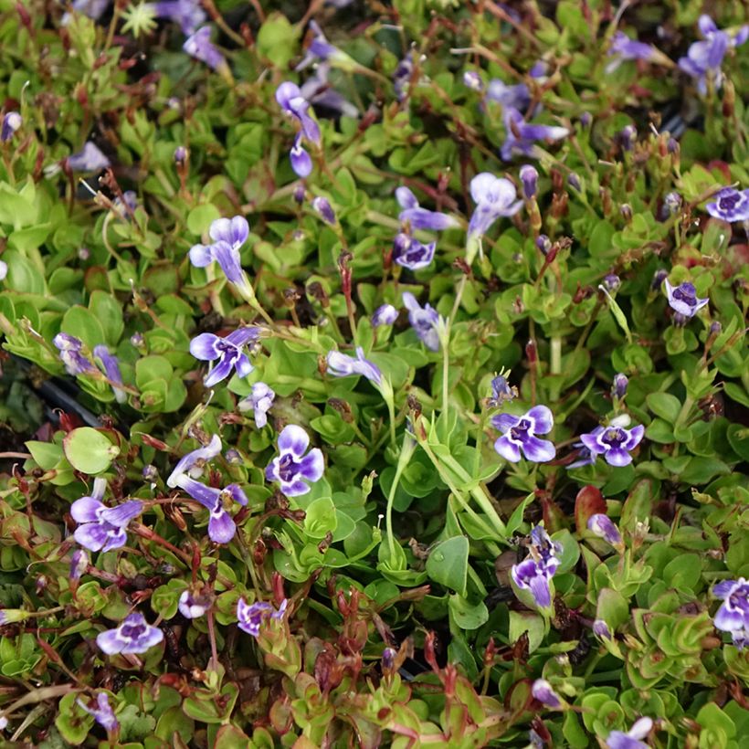 Lindernia grandiflora (Fioritura)