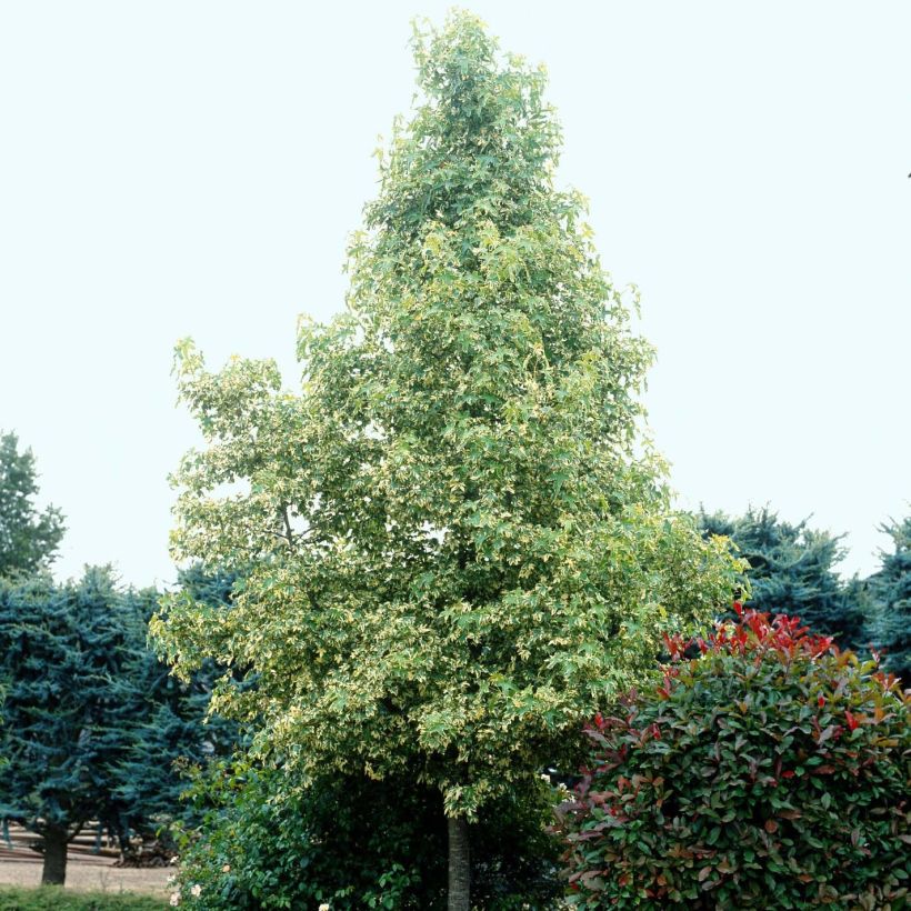 Liquidambar styraciflua Albomarginata Manon - Storace americano (Porto)