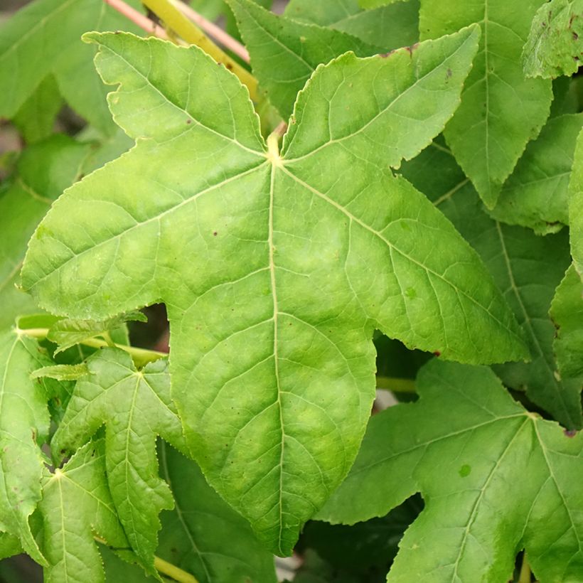 Liquidambar styraciflua Golden Sun - Storace americano (Fogliame)