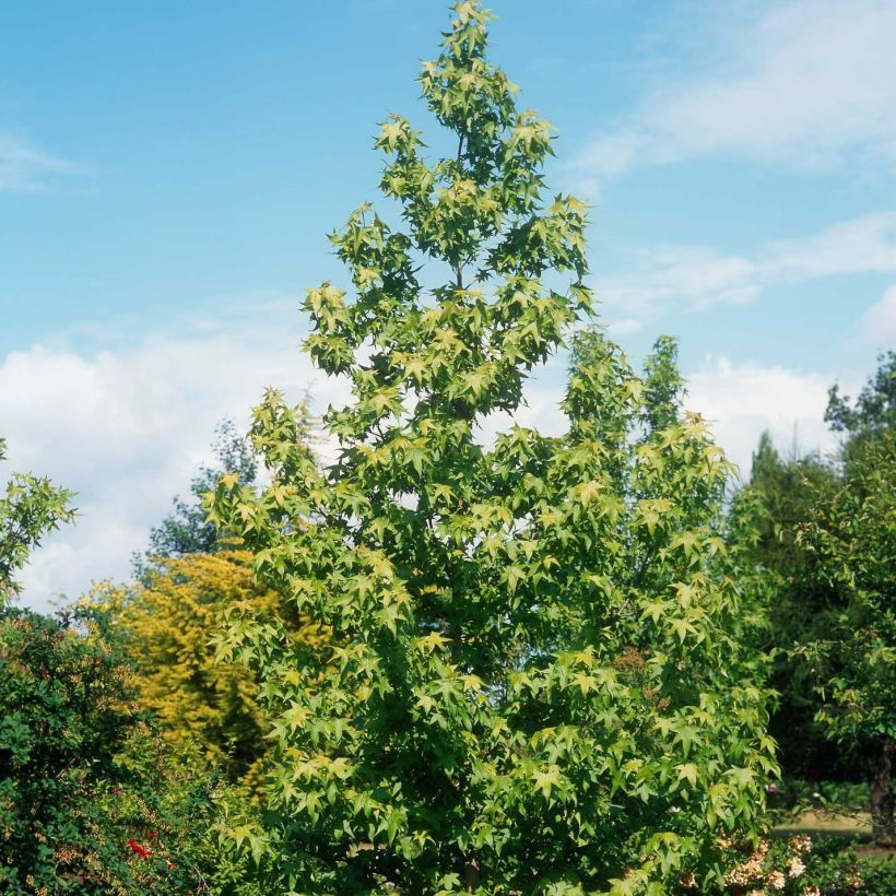 Liquidambar styraciflua Thea - Storace americano (Porto)