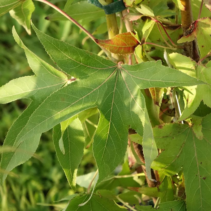 Liquidambar styraciflua Thea - Storace americano (Fogliame)