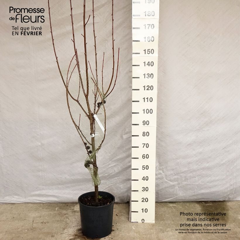 Liquidambar styraciflua Worplesdon - Pot de 15L esemplare consegnato in inverno