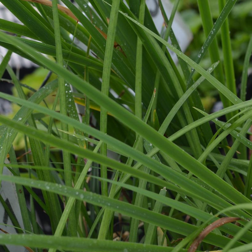 Liriope muscari (Fogliame)