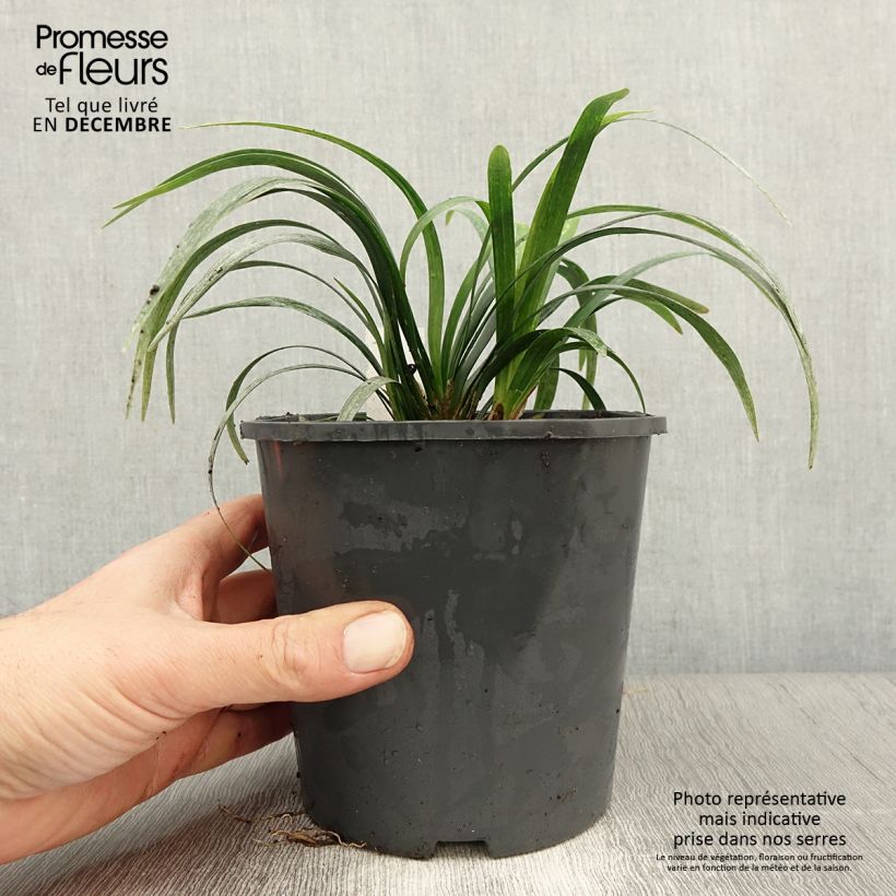 Liriope muscari Monroe White Pot de 2L/3L esemplare consegnato in inverno