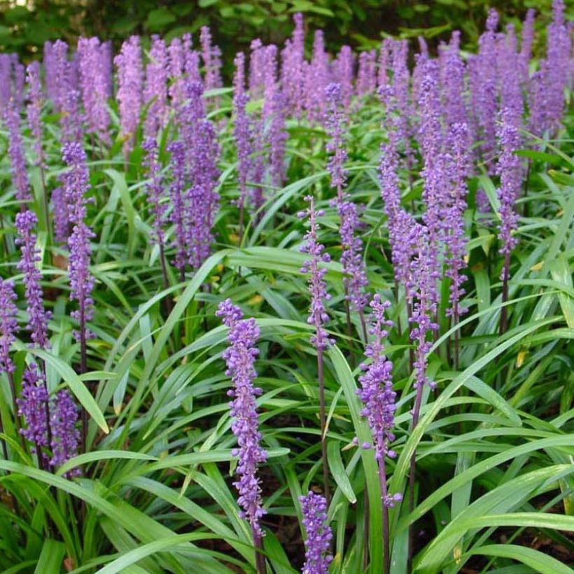 Liriope muscari Royal Purple (Fioritura)