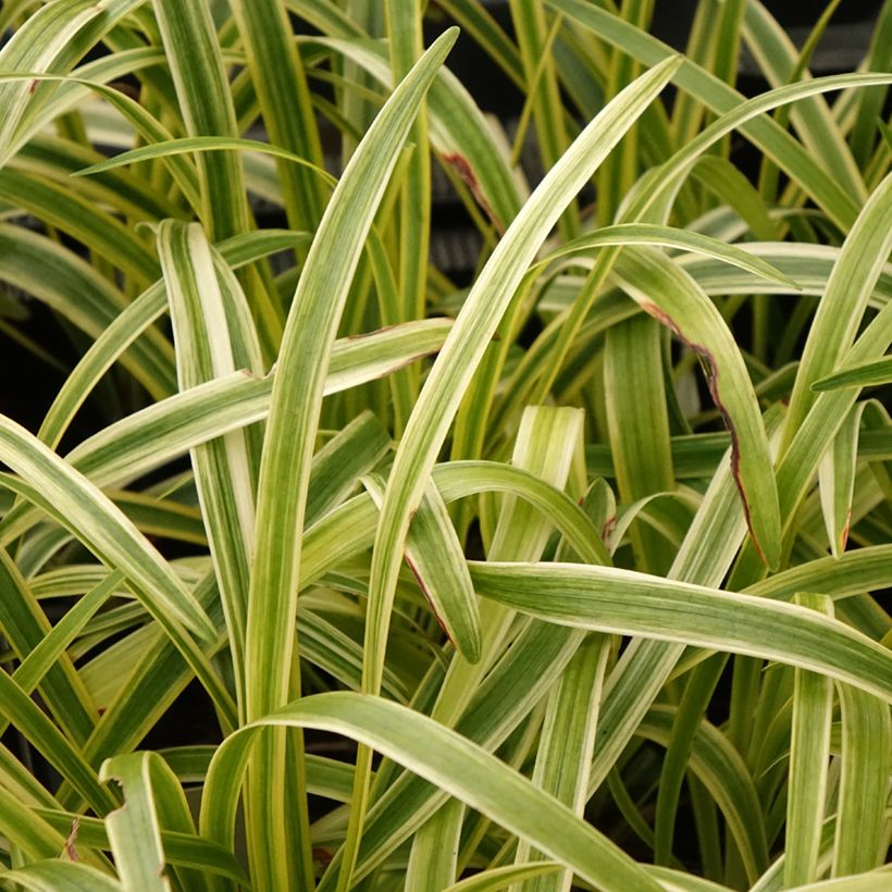 Liriope muscari Silvery Sunproof (Fogliame)