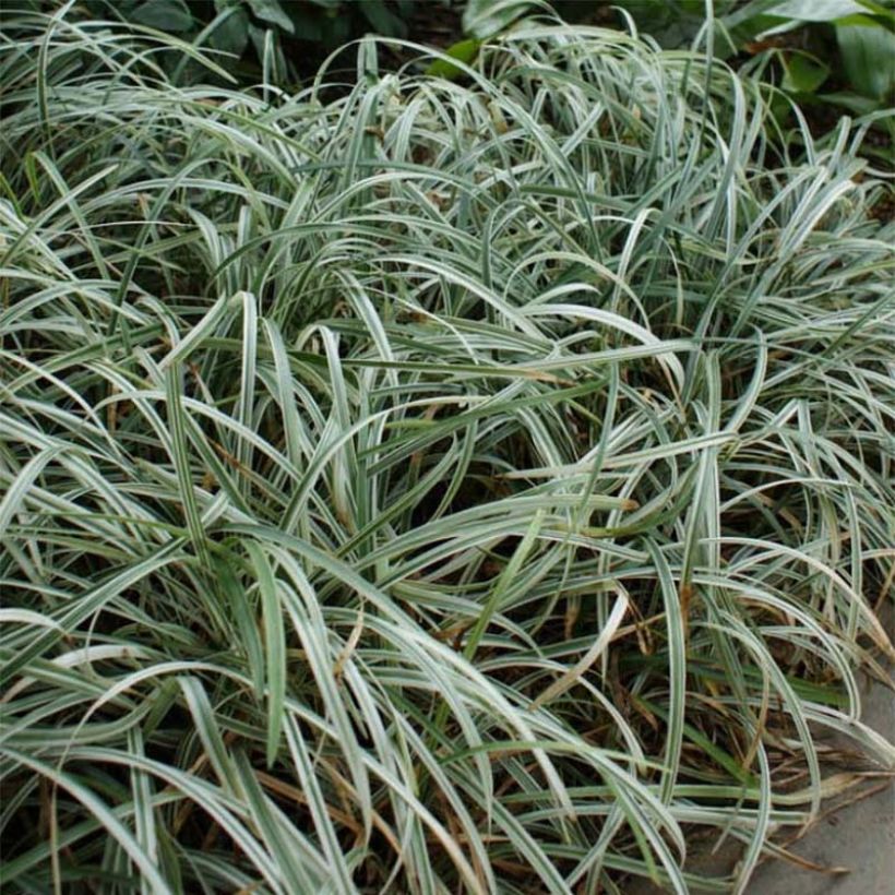 Liriope spicata Silver Dragon (Fogliame)