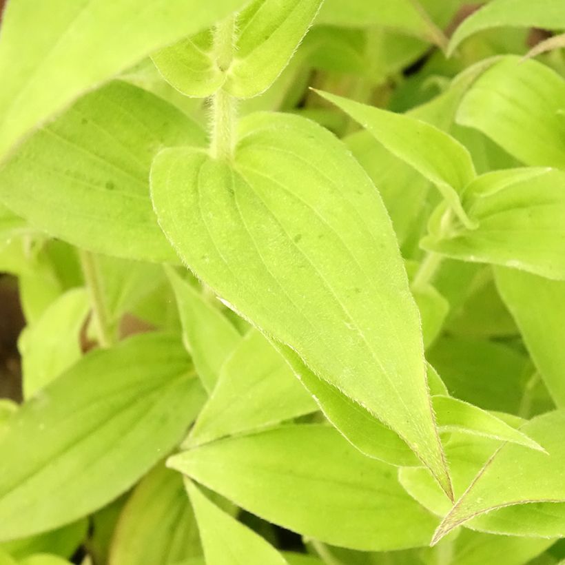 Tricyrtis hirta Tricyrtis hirta (Fogliame)