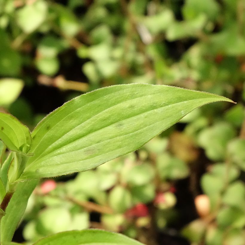 Tricyrtis hirta Miyazaki (Fogliame)