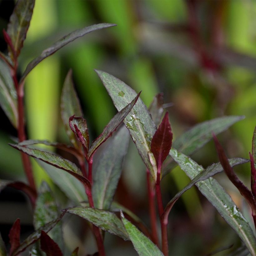 Lobelia Queen Victoria (Fogliame)