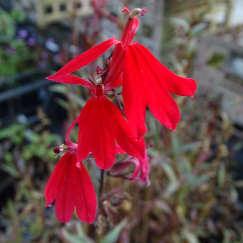 Lobelia Queen Victoria (Fioritura)