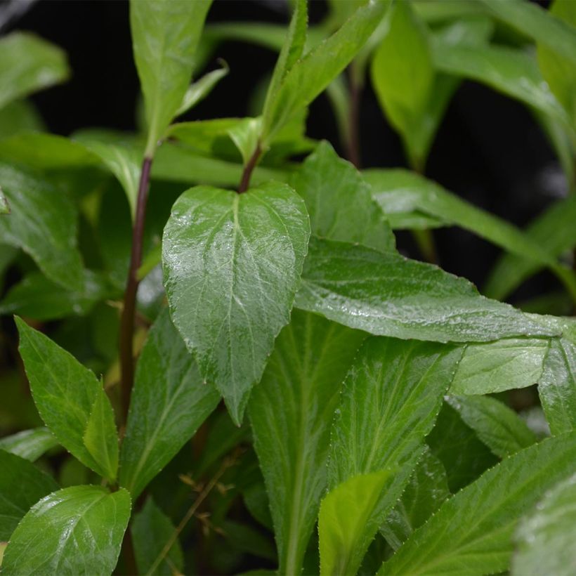 Lobelia Vedrariensis (Fogliame)