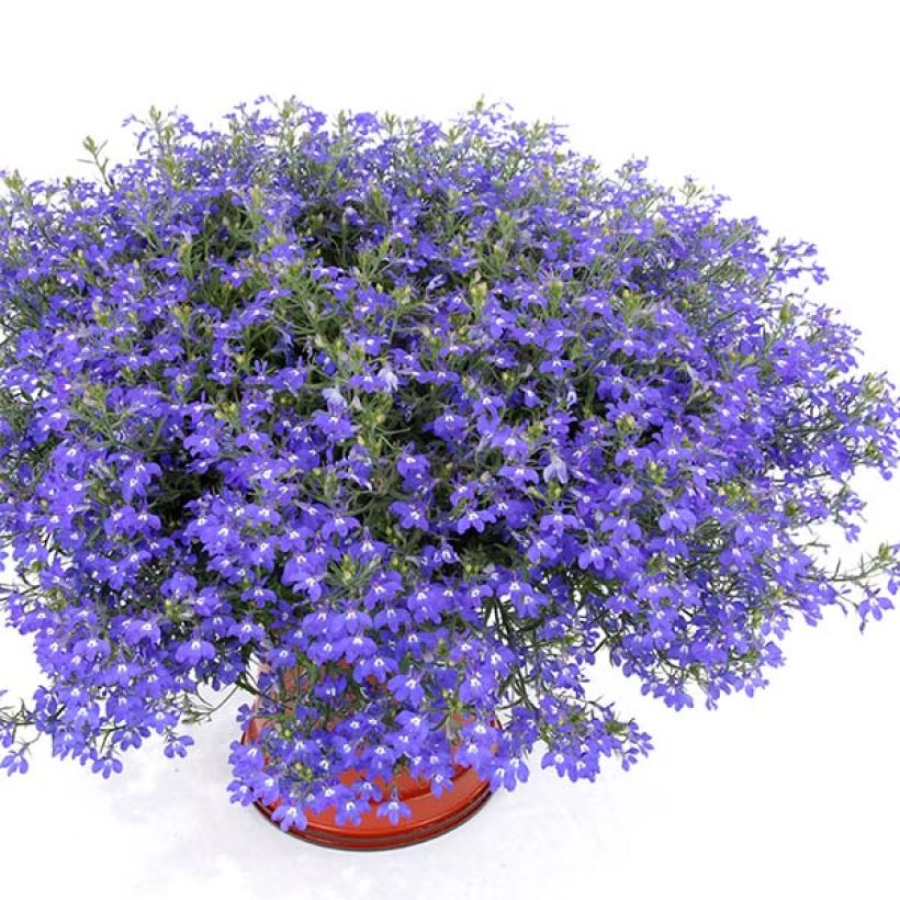 Lobelia Anabel Blue (Porto)