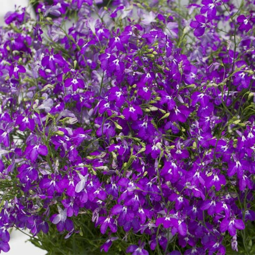 Lobelia Purple Star (Fioritura)