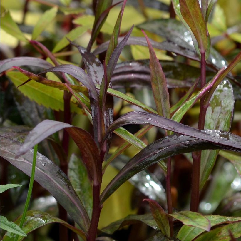 Lobelia Russian Princess (Fogliame)