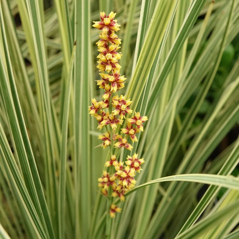 Lomandra longifolia Fan burgundy (Fioritura)