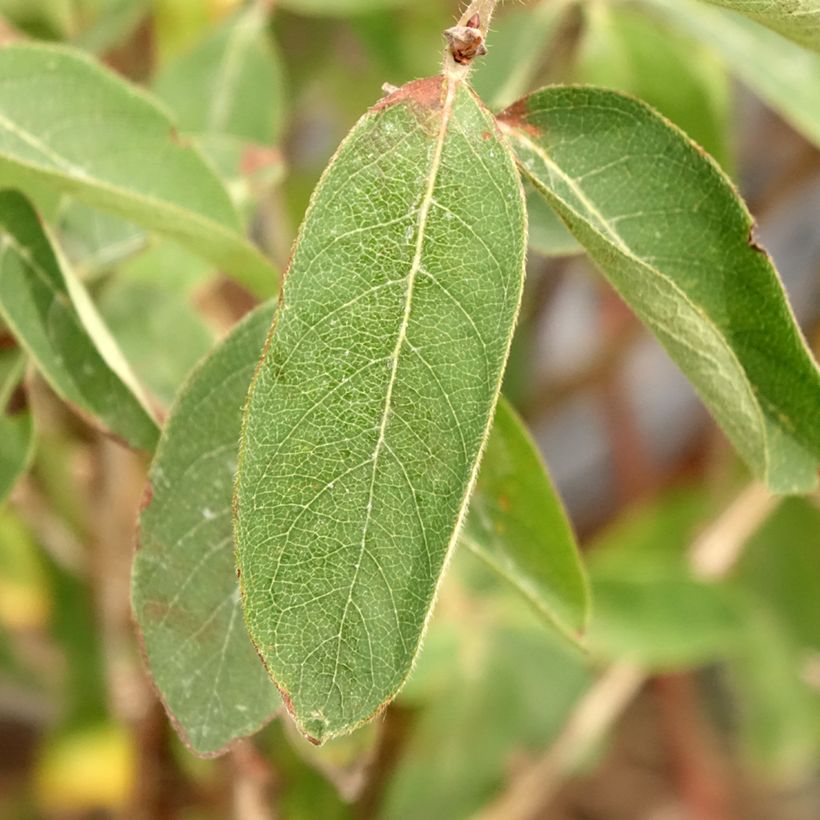 Mirtillo siberiano - Altaj (Fogliame)