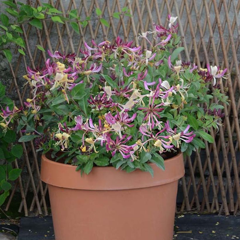 Lonicera periclymenum Chic et Choc - Caprifoglio atlantico (Fioritura)