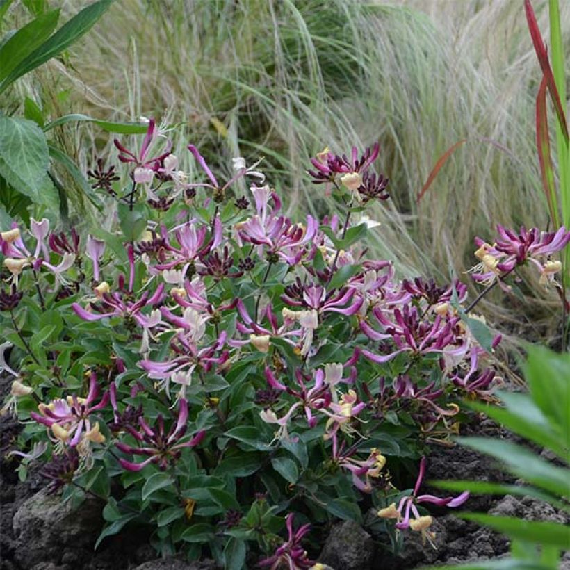 Lonicera periclymenum Chic et Choc - Caprifoglio atlantico (Porto)