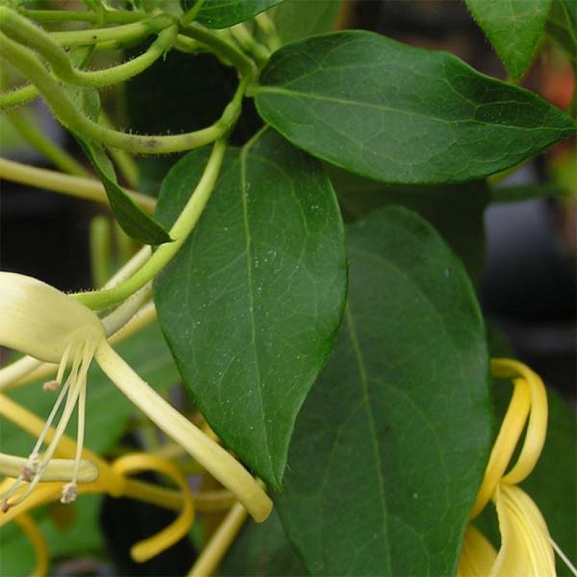 Lonicera similis var. delavayi - Caprifoglio (Fogliame)