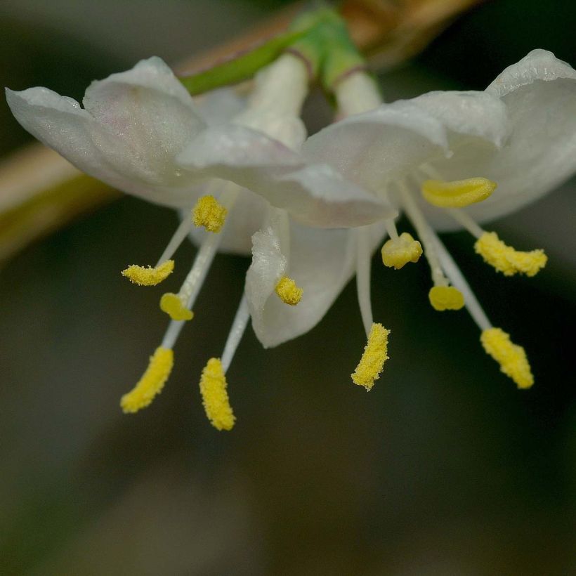 Lonicera fragrantissima - Caprifoglio odoroso (Fioritura)