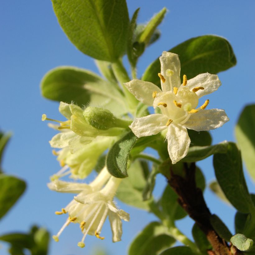 Mirtillo siberiano - Blue Velvet (Fioritura)