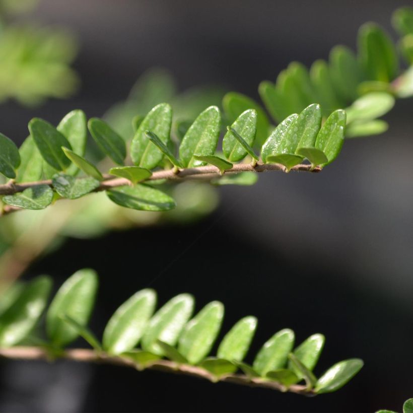 Lonicera nitida Elegant (Fogliame)