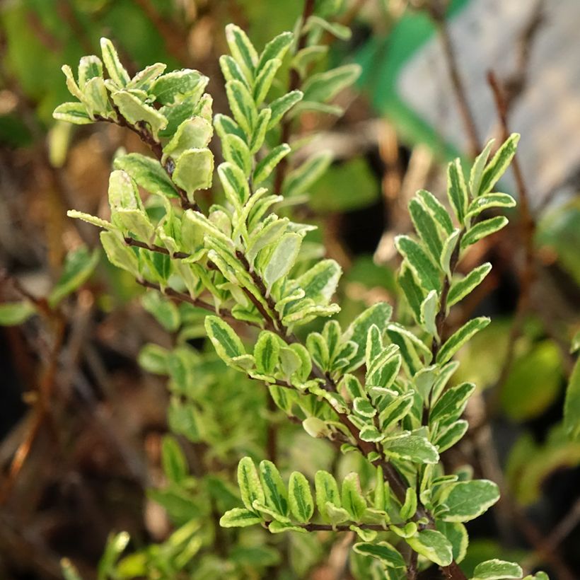 Lonicera nitida Lemon Beauty (Fogliame)