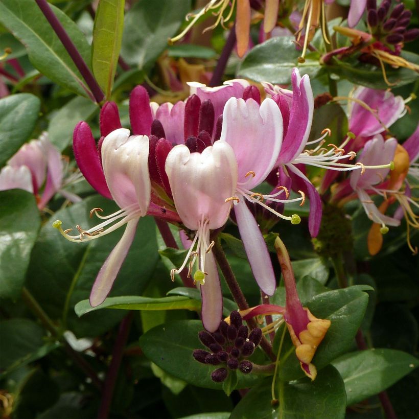 Lonicera periclymenum Serotina - Caprifoglio atlantico (Fioritura)