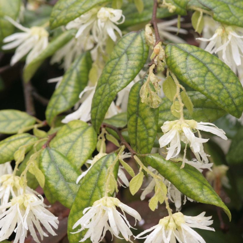 Loropetalum chinense - Loropetalo (Fogliame)