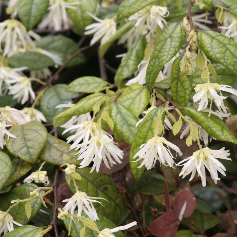 Loropetalum chinense - Loropetalo (Fioritura)