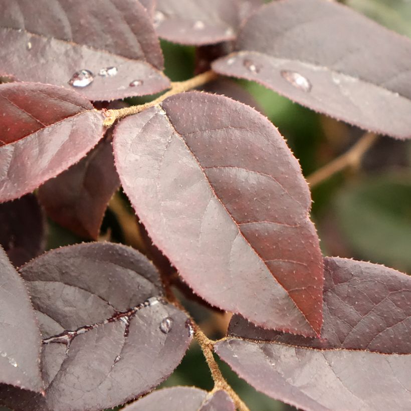 Loropetalum chinense Black Pearl (Fogliame)