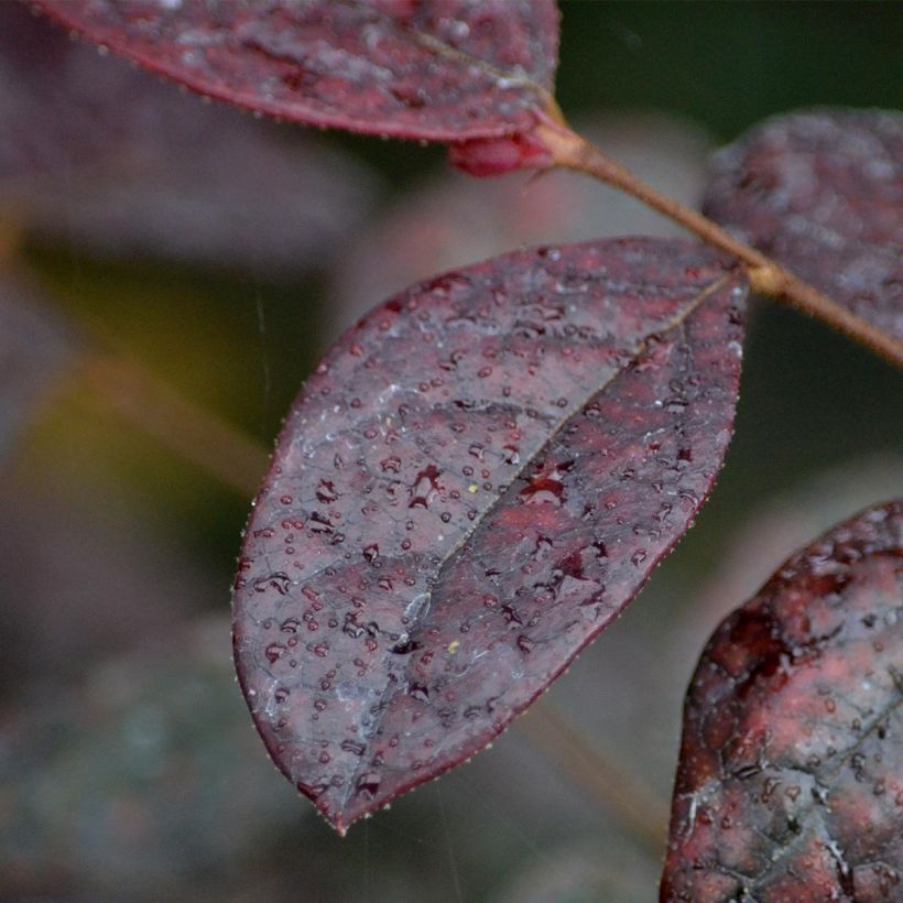 Loropetalum chinense Fire dance (Fogliame)