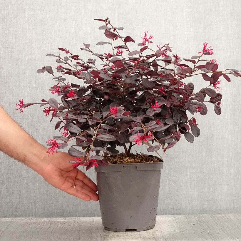 Esemplare di Loropetalum chinense - Loropétale de Chine Pot de 2L/3L consegnato in estate