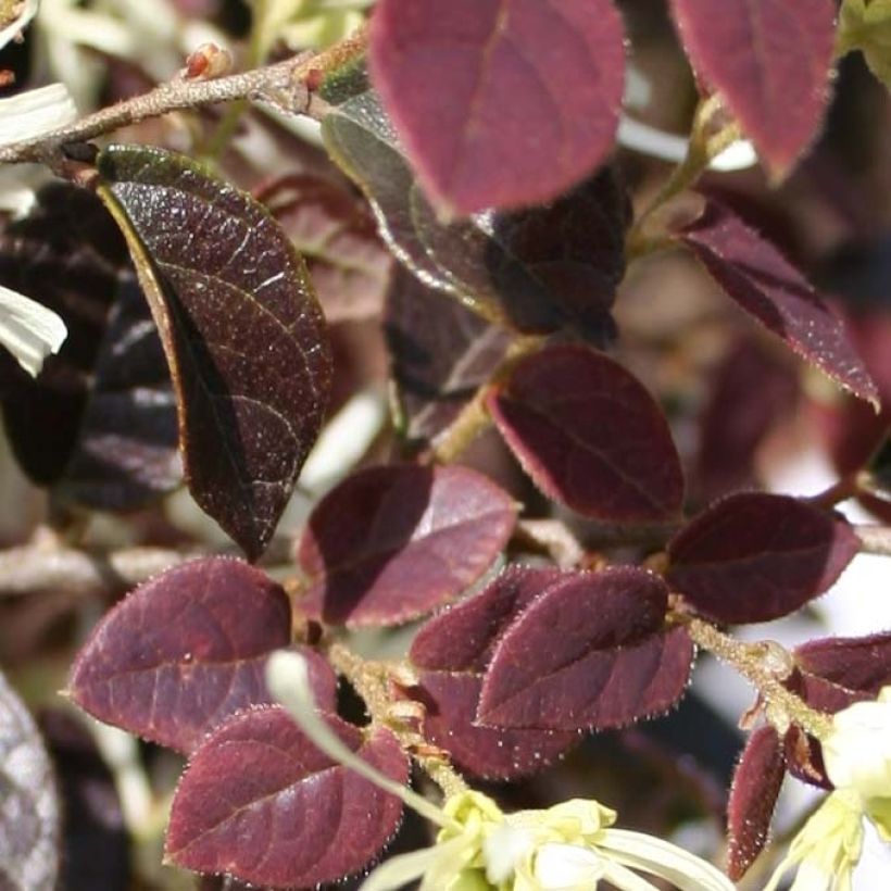 Loropetalum chinense var. rubrum Ruby Snow (Fogliame)