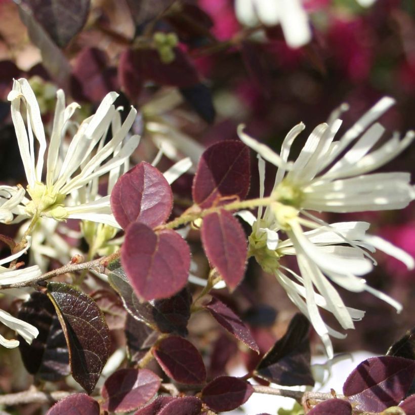 Loropetalum chinense var. rubrum Ruby Snow (Fioritura)