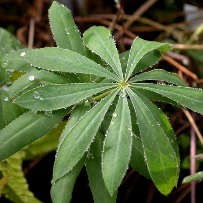 Lupinus The Governor - Lupino (Fogliame)